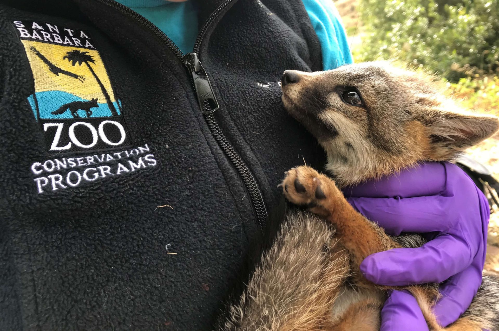 conservation for island fox