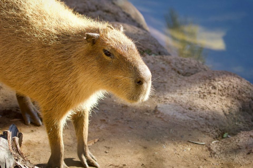 capybara