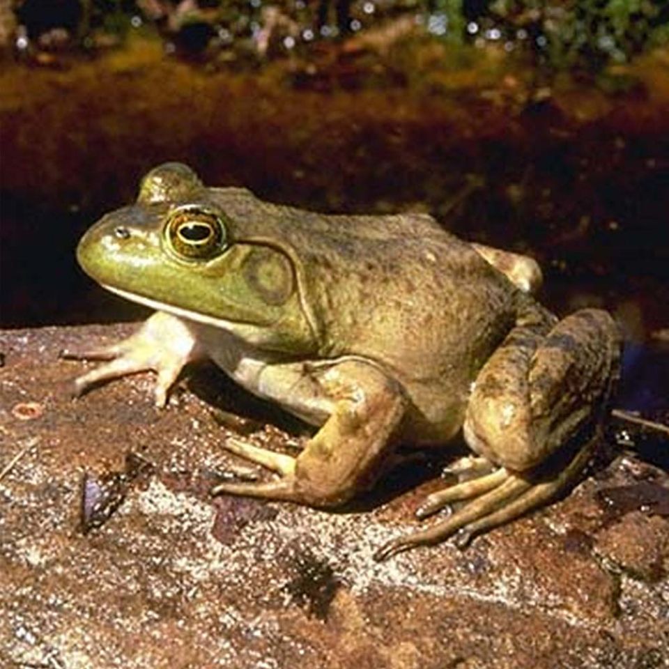 american bullfrog
