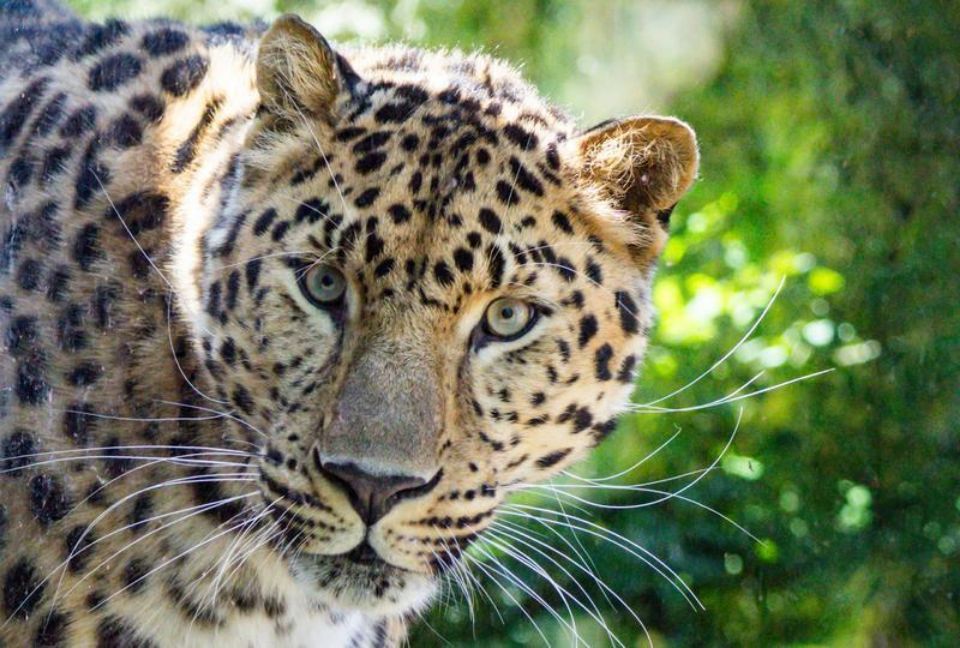 close up of leopard peeking out from left side