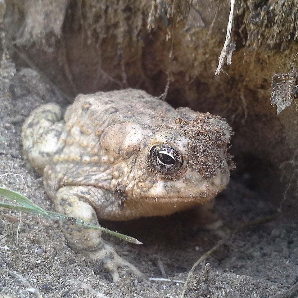arroyo toad