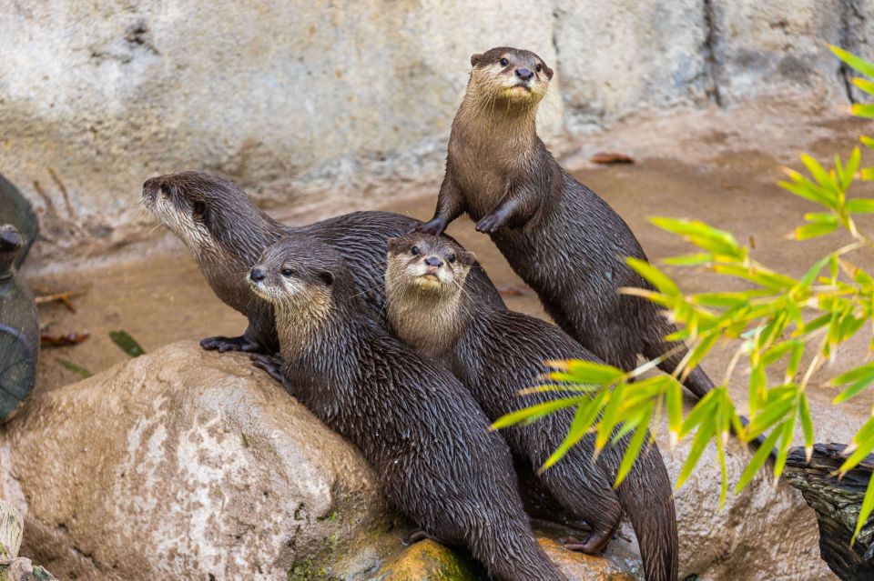 Asian Small-Clawed Otters