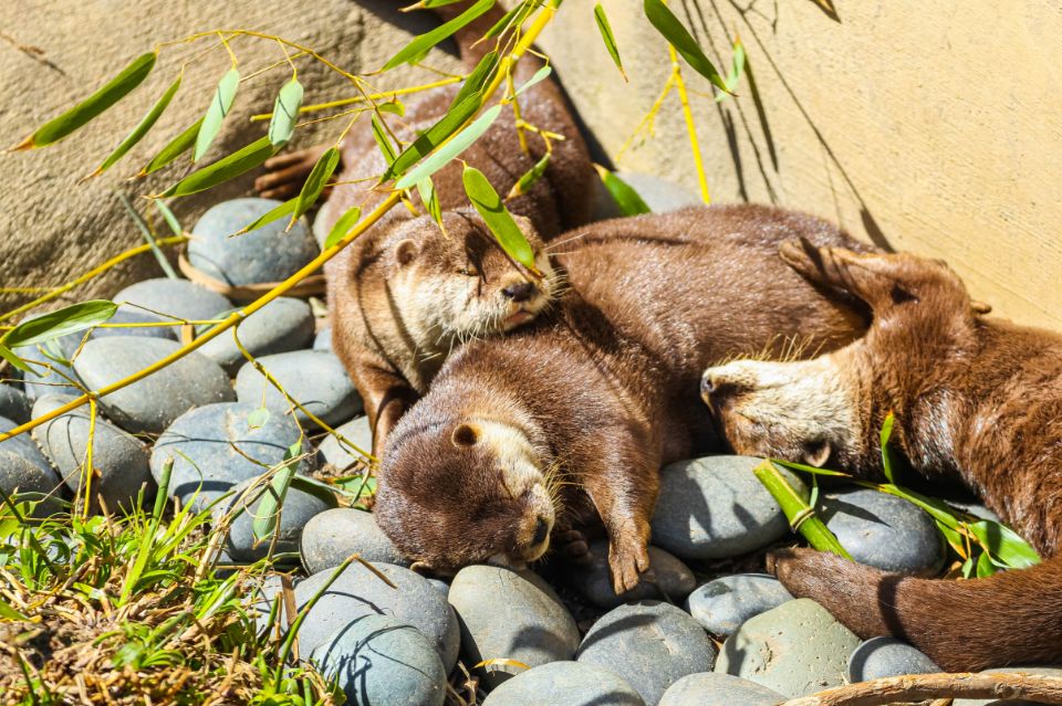otter pups