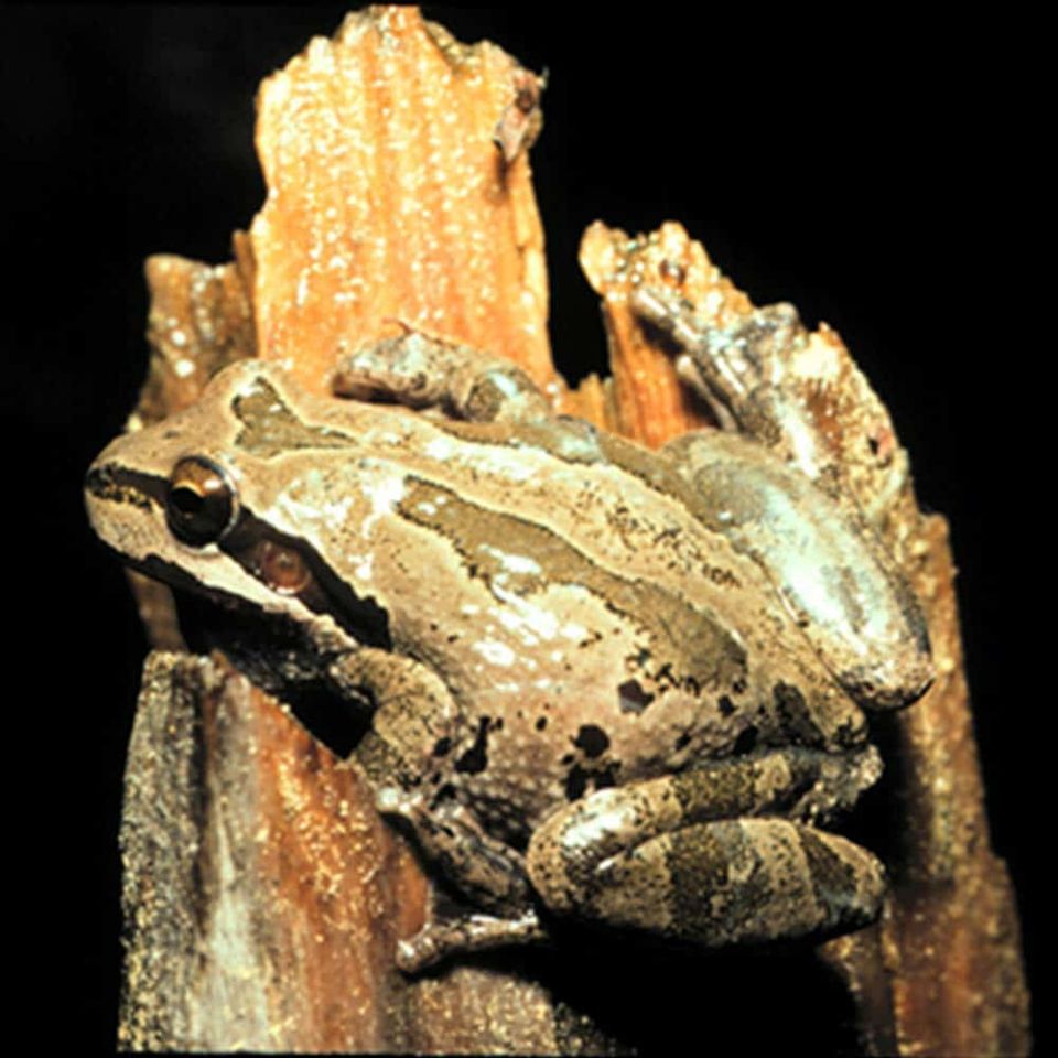 baja chorus frog