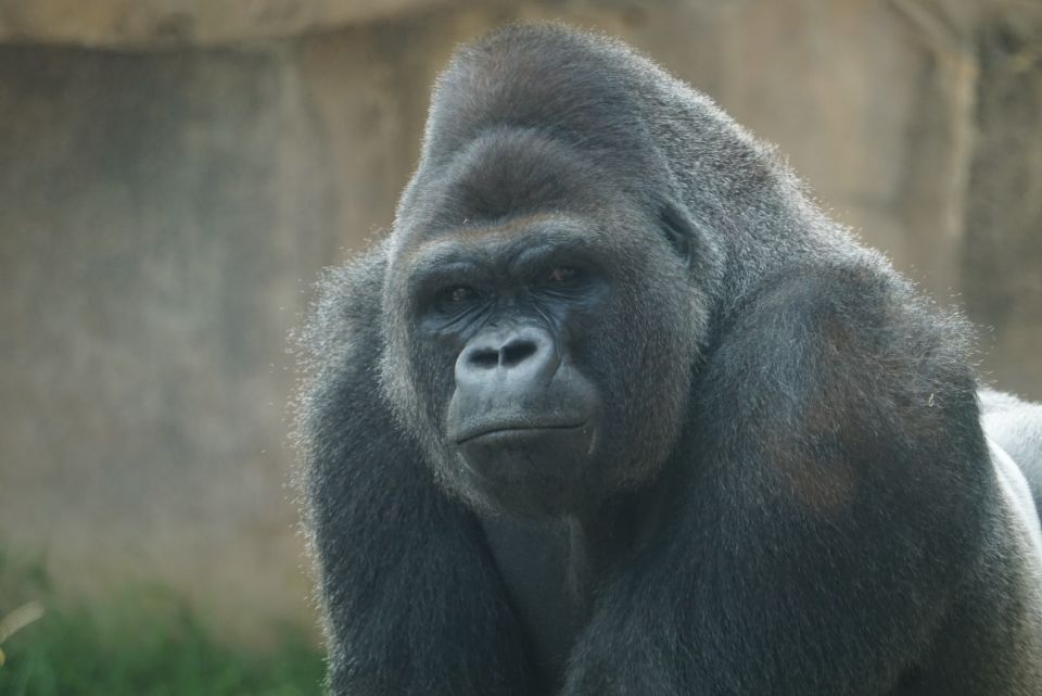 gorilla