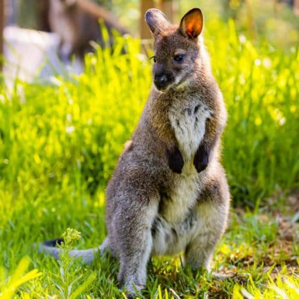 bennett's wallaby