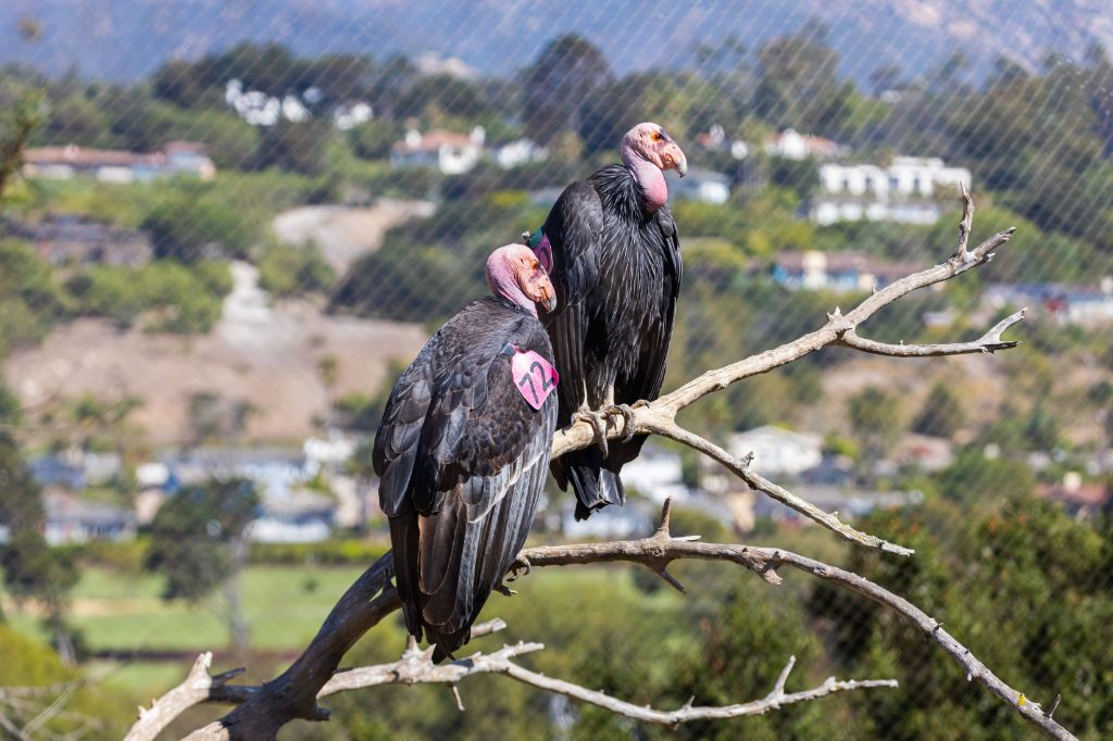two california condors perching on branch