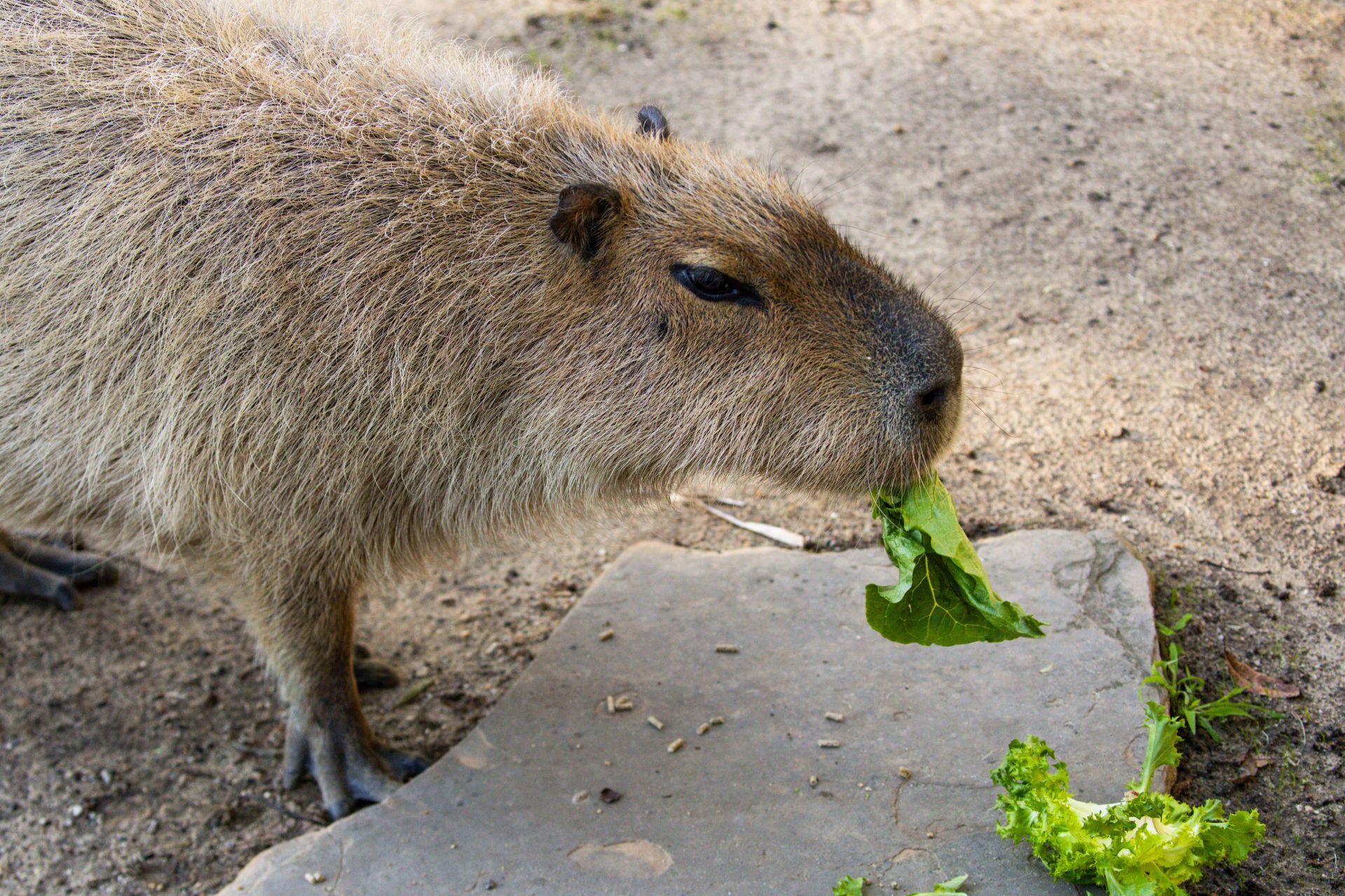 capybara eating