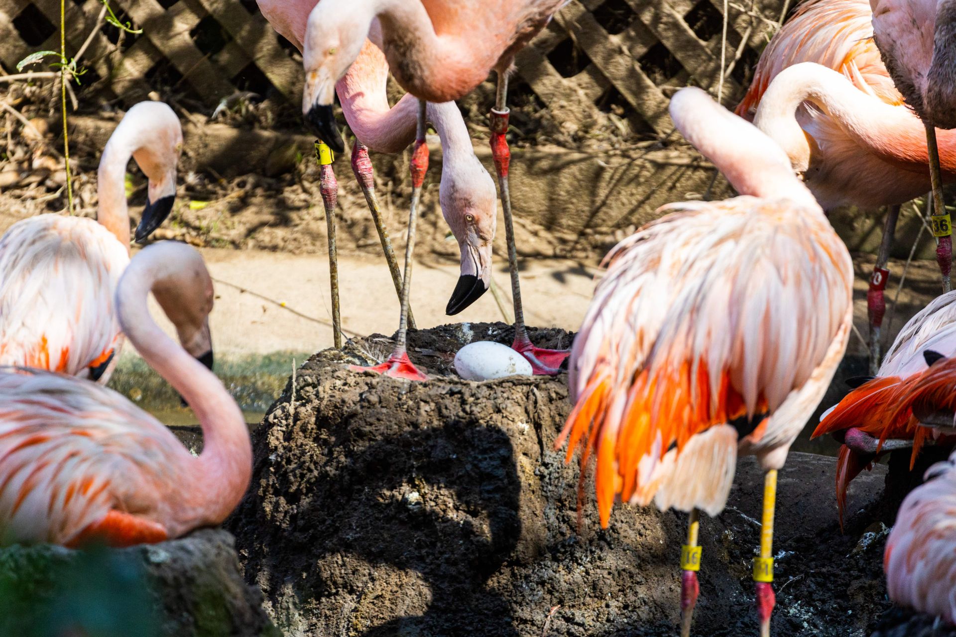 flamingo nest