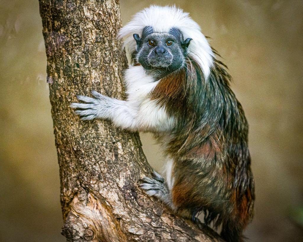 species survival plan logo