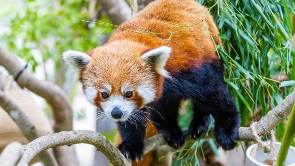 children with face paint