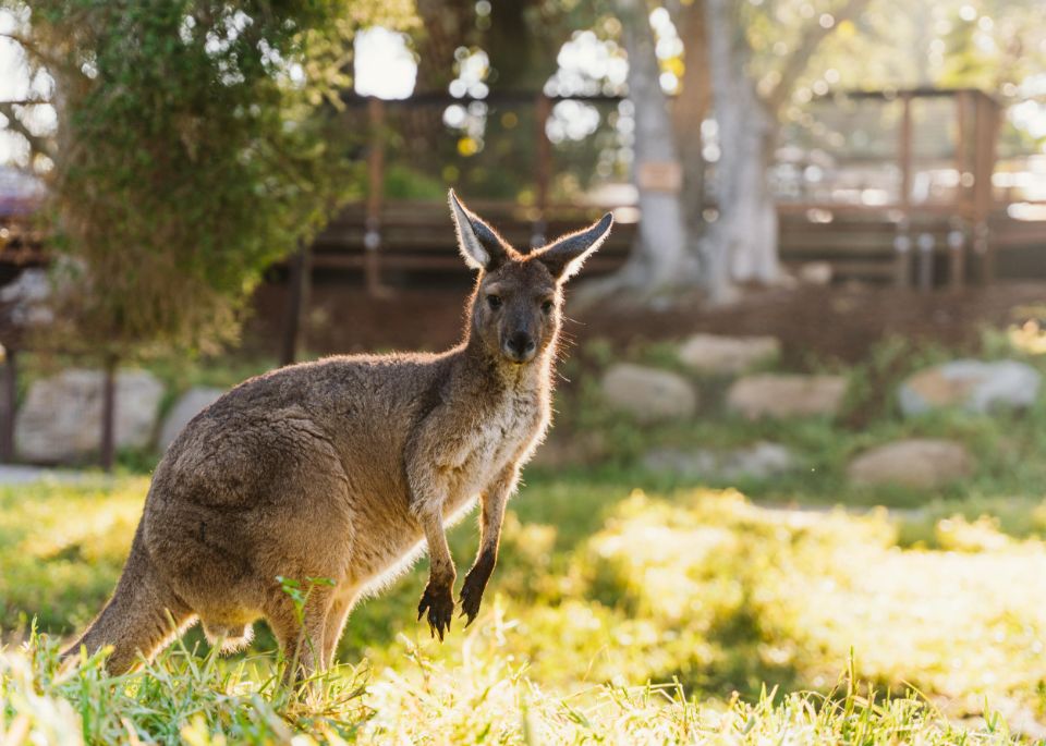 Western Grey Kangaroo