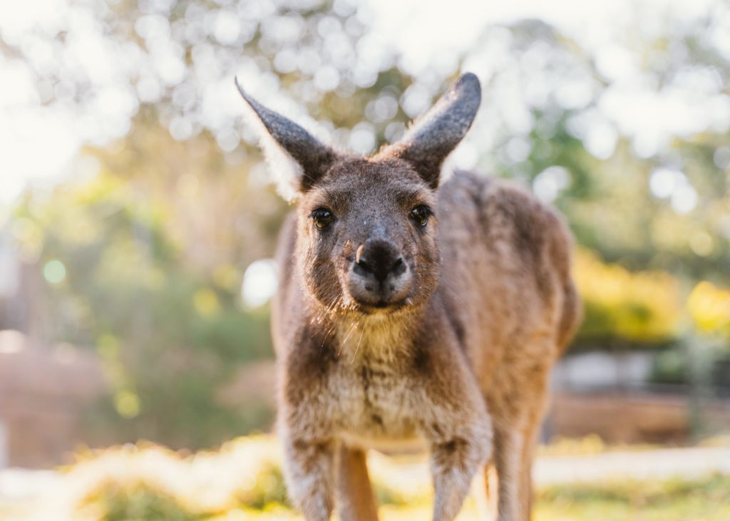 Western Grey Kangaroo