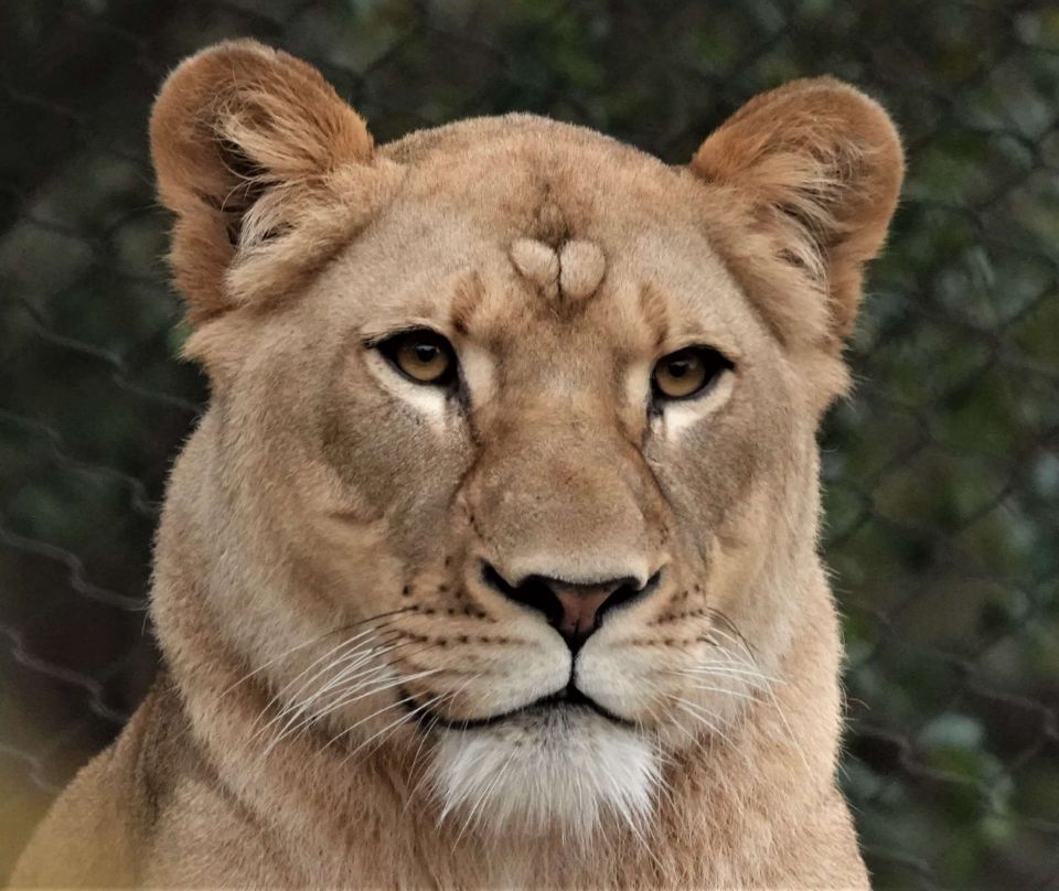 african lioness