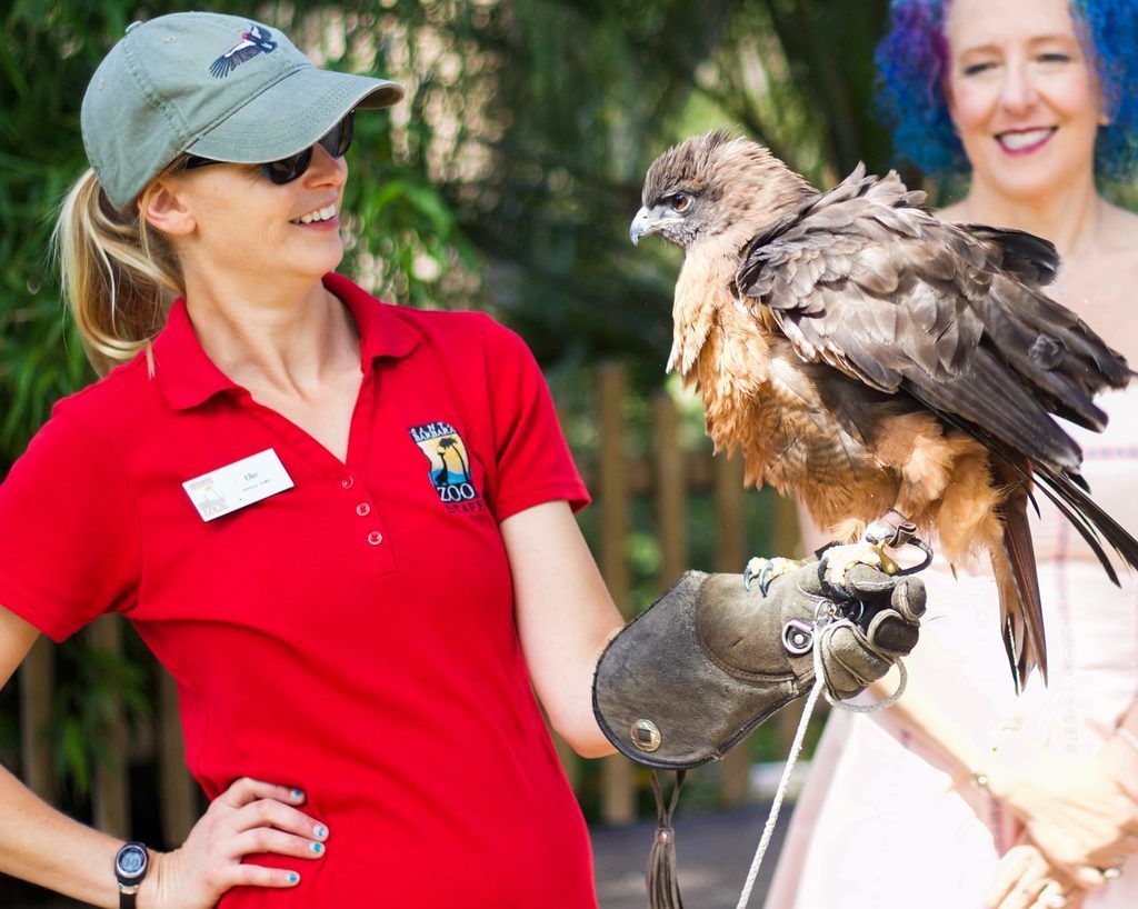 zookeeper holding a red-tailed hawk on her arm