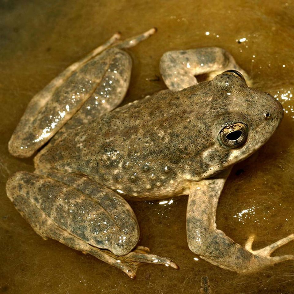 foothill yellow-legged frog