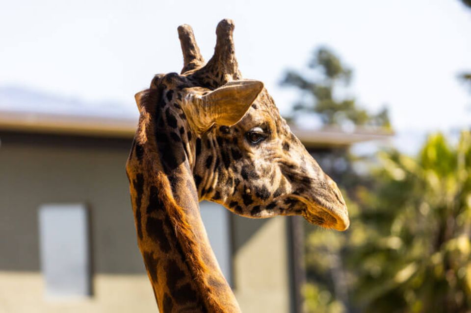 giraffe