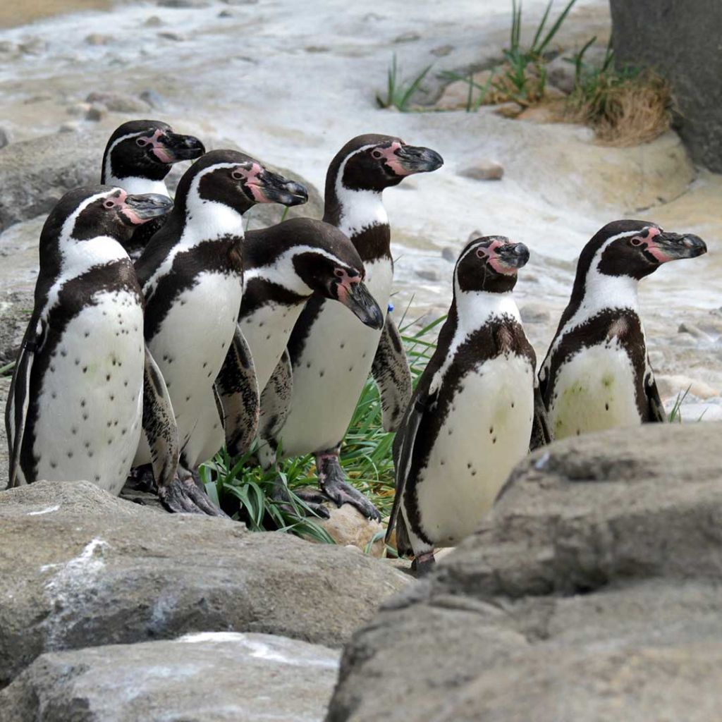 humboldt penguins