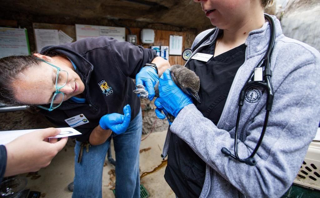 female vet looking at a penguin chick's foot