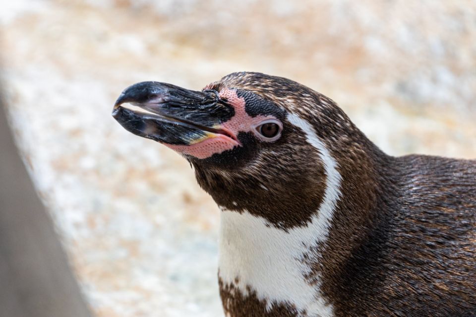 penguin