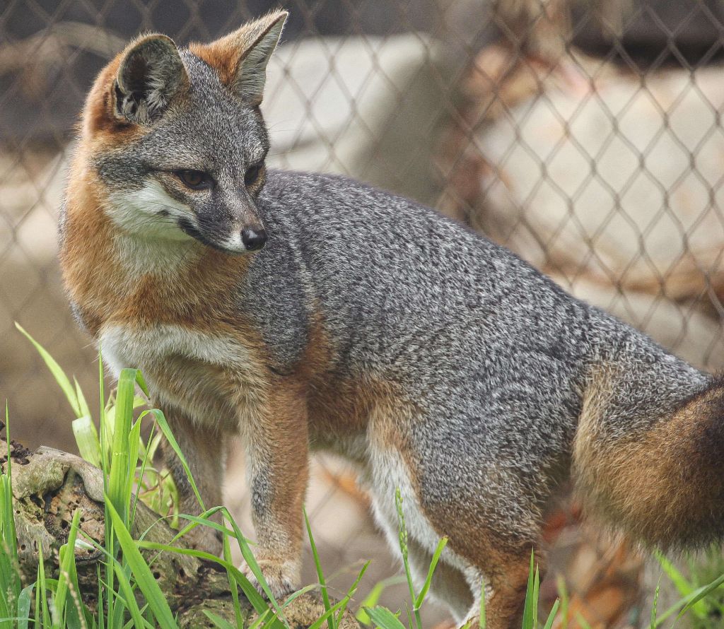 island fox