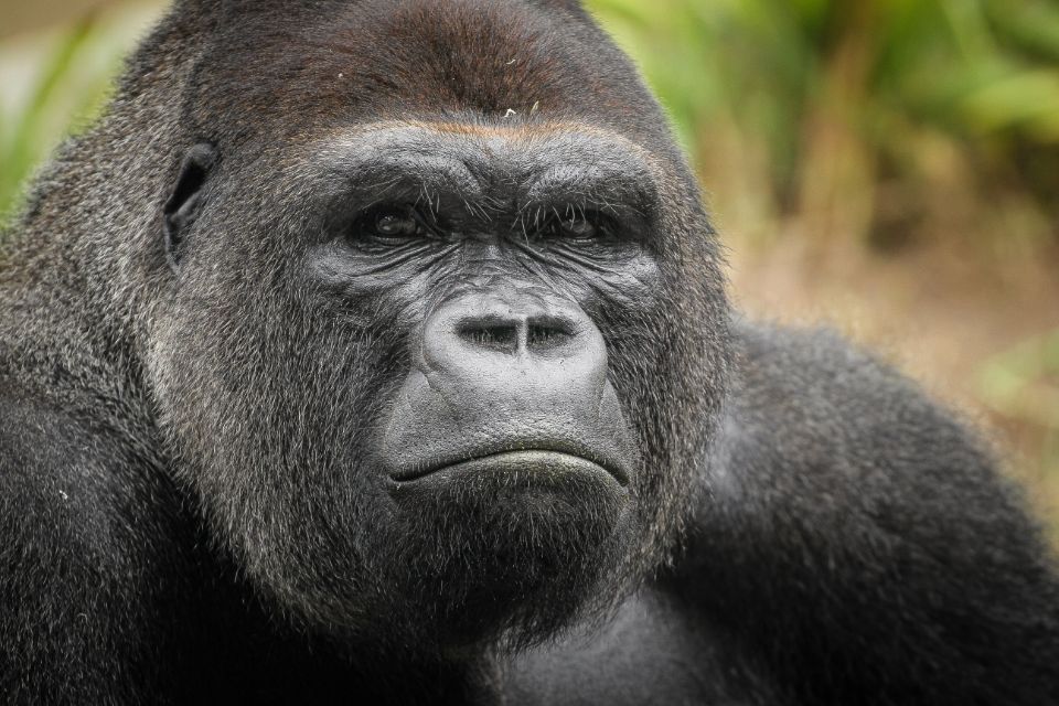 Western Lowland Gorilla