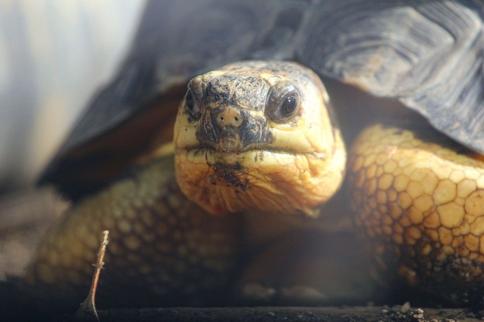 radiated tortoise