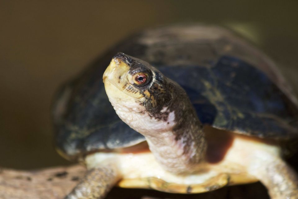 Western Pond Turtle