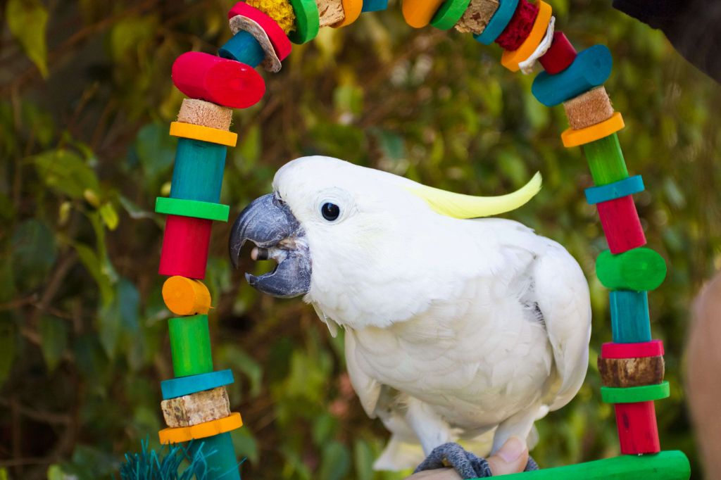 cockatoo playing