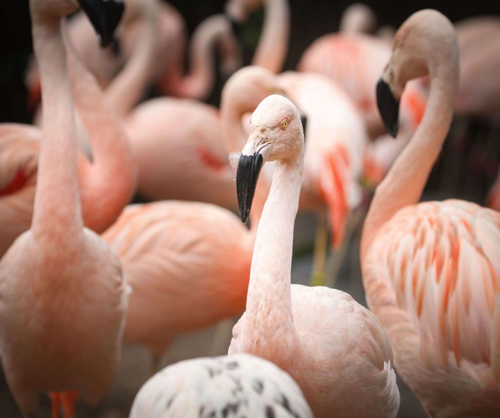 flamingo flock