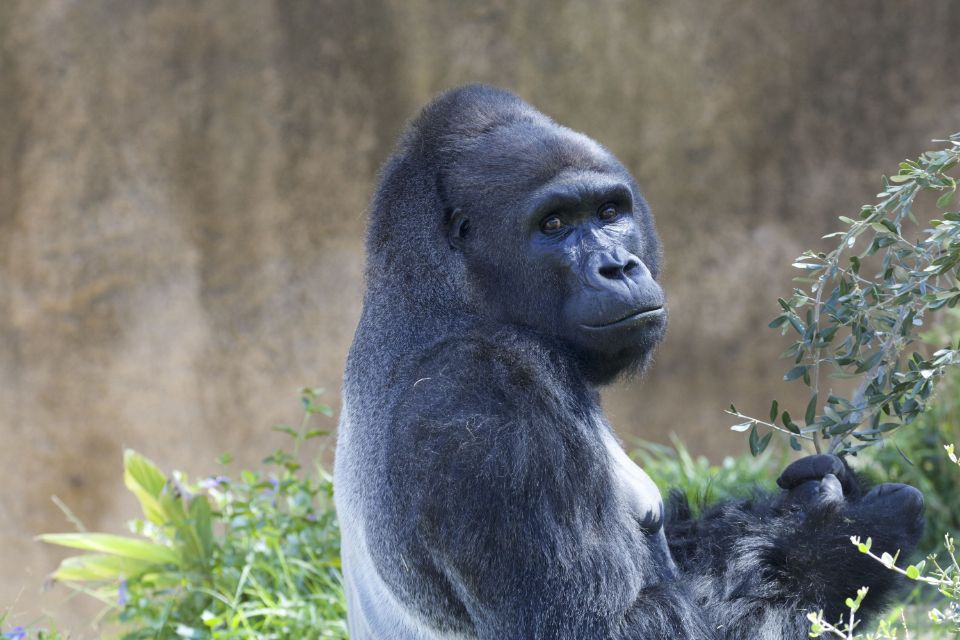 nzinga the gorilla