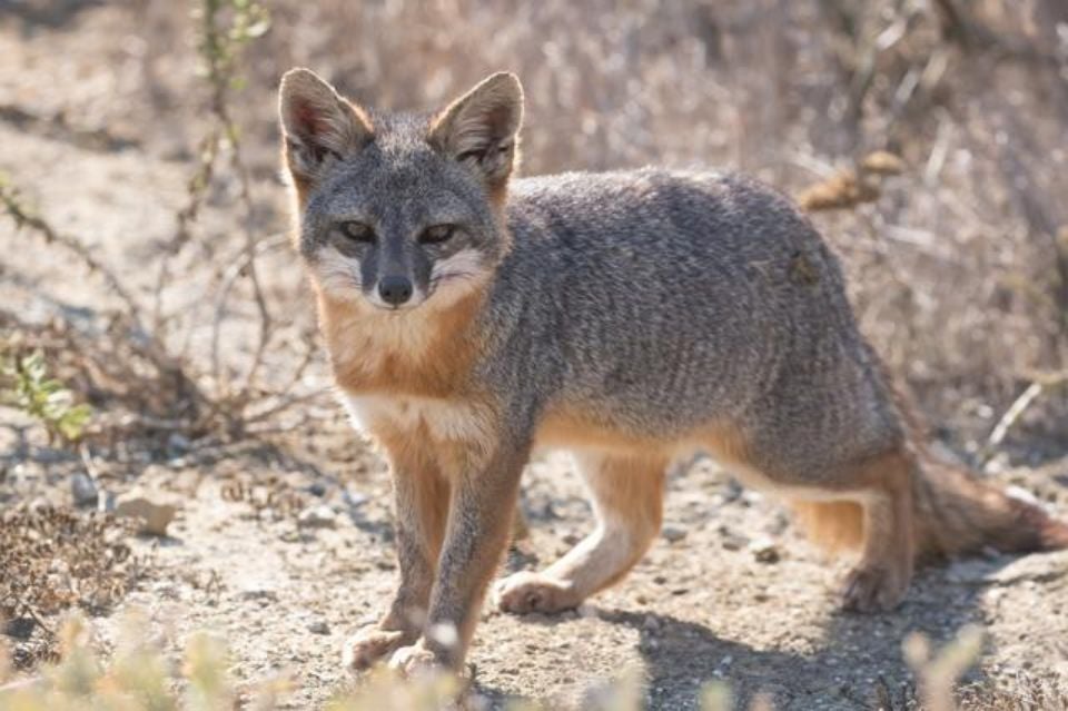 island fox looking at camera