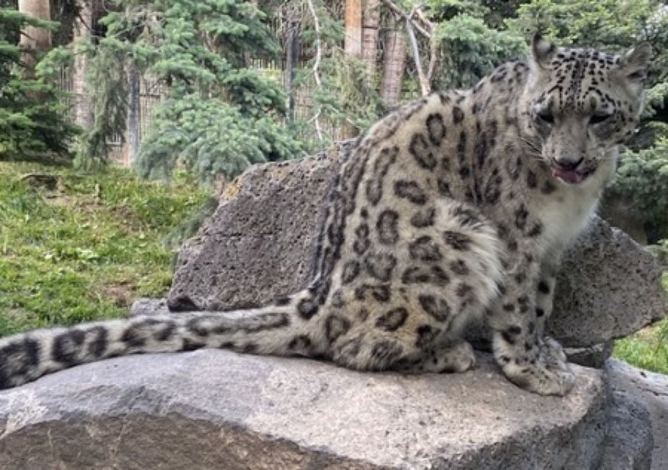 snow leopard sitting on a rock