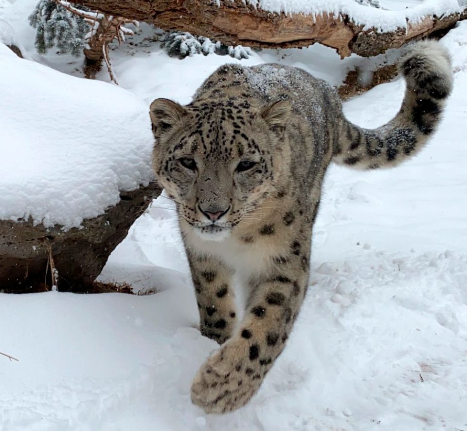 snow leopard sitting on a rock
