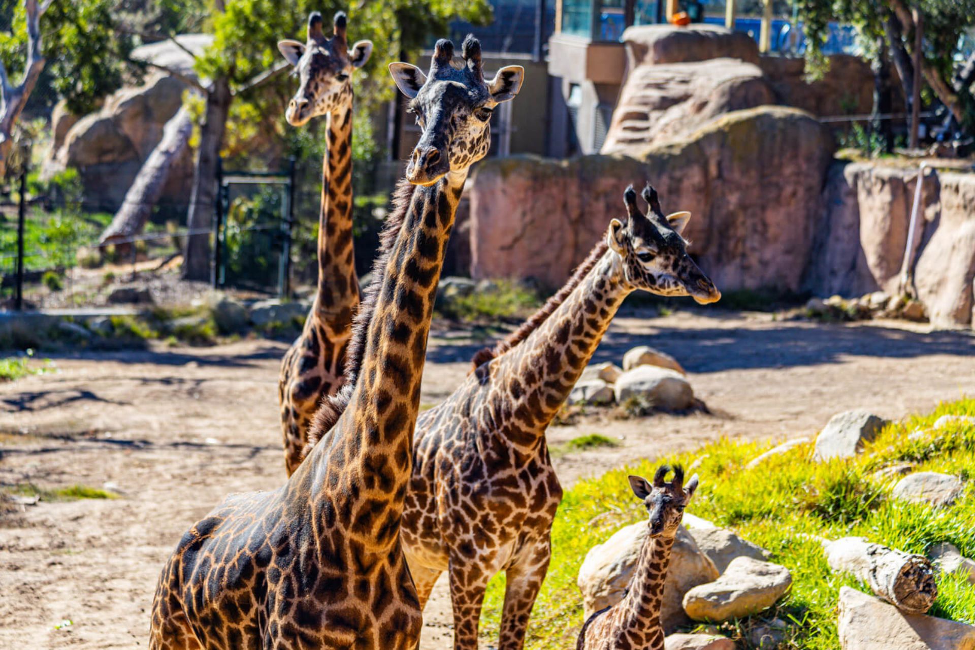 giraffes