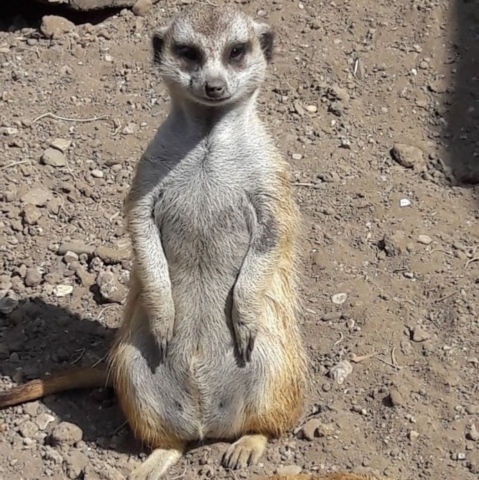 zuri the meerkat