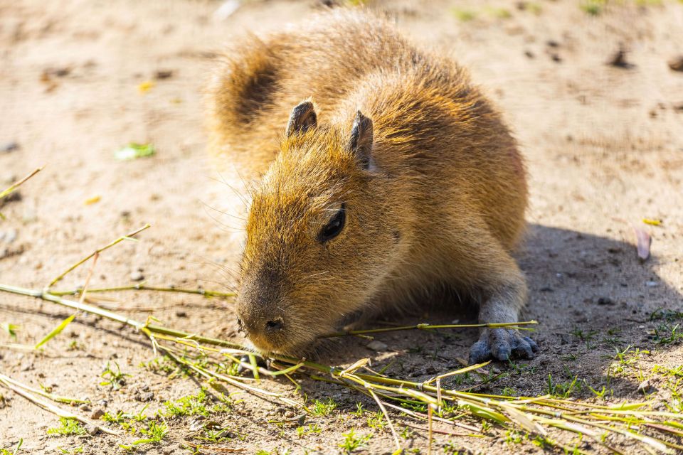 capybara
