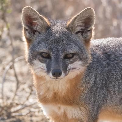 island fox