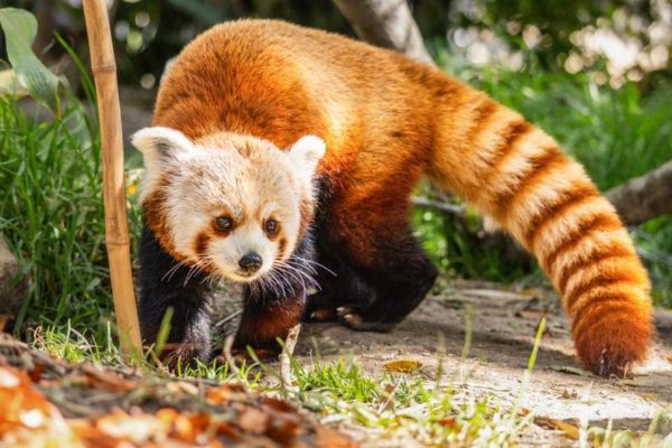 red panda looking off camera to the right, long striped tail fanned out to the right