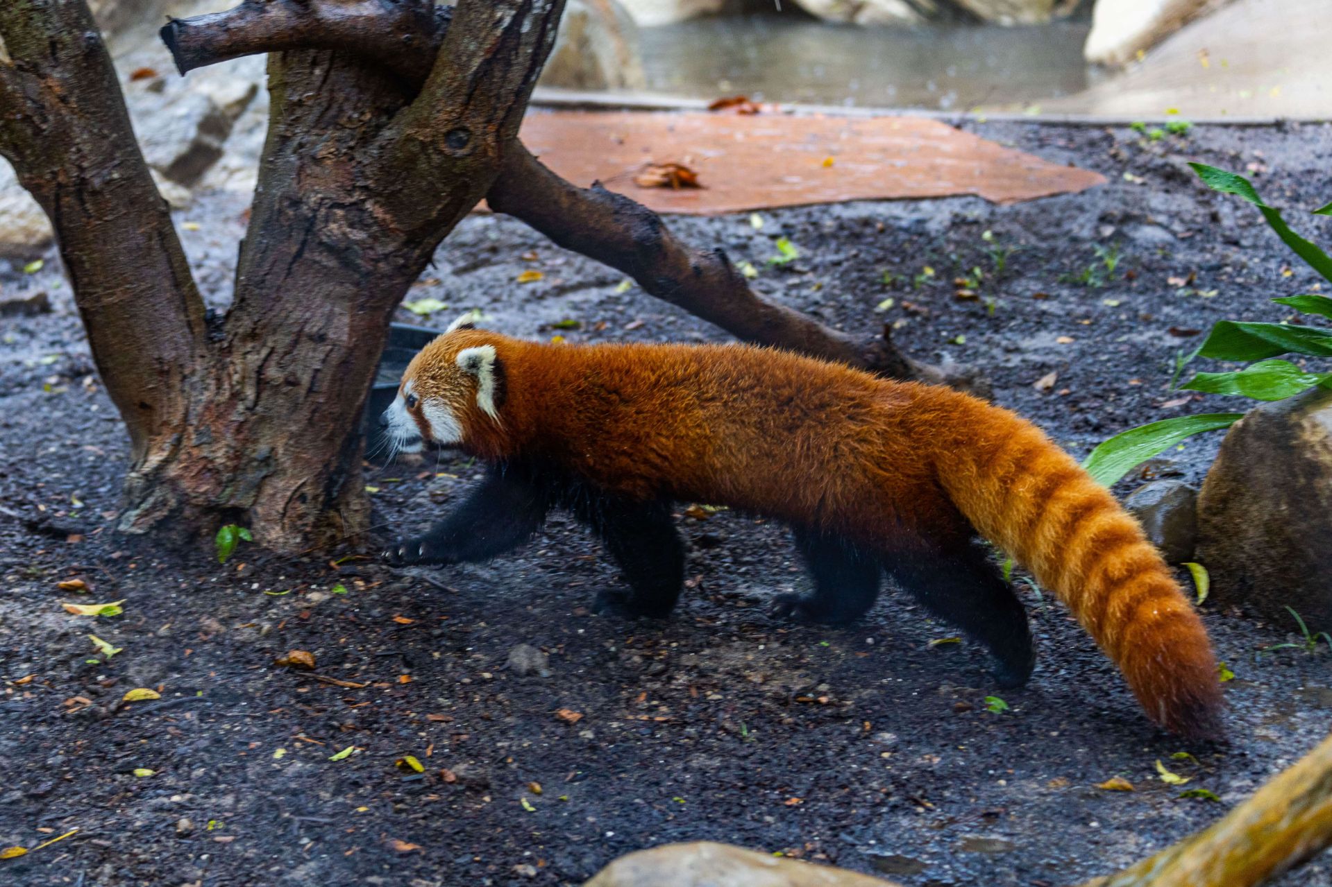 red panda