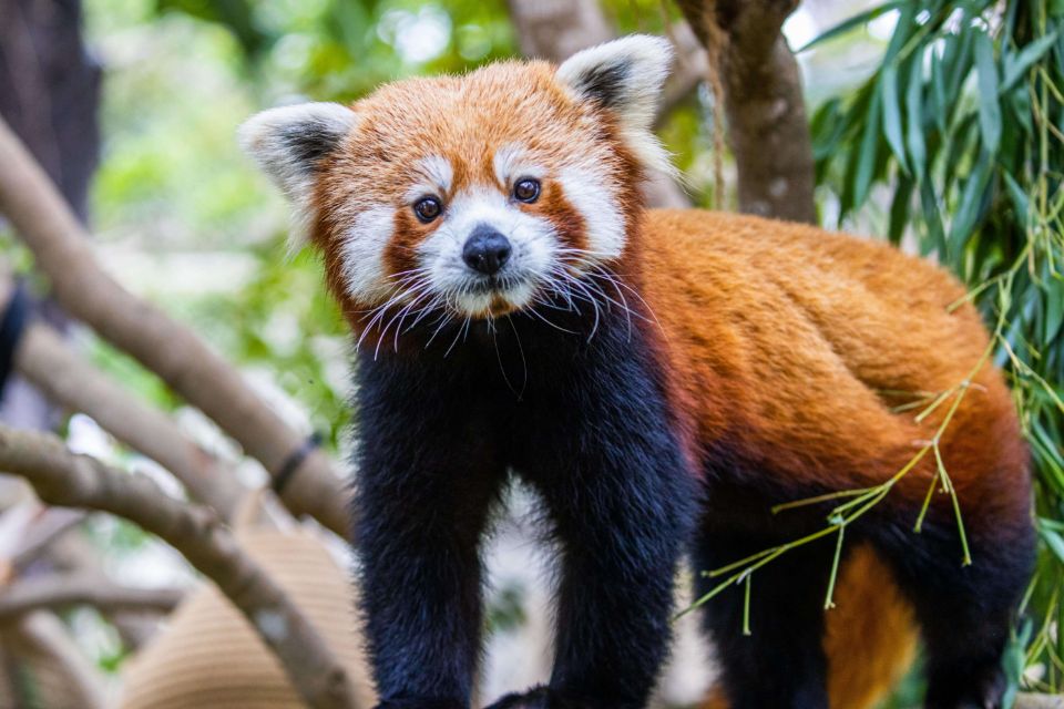 raj the red panda