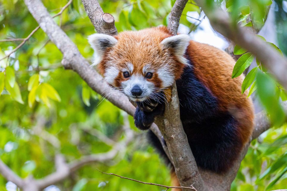 red panda