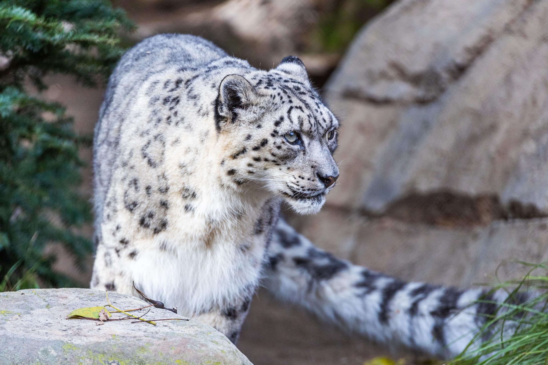 snow leopard