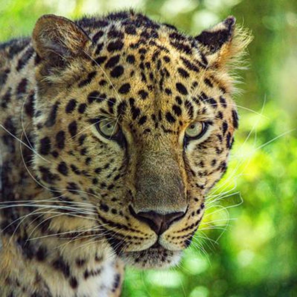Amur leopard looking at the camera 