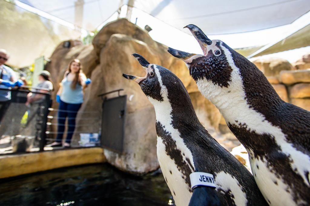 two penguins with beaks open facing some people