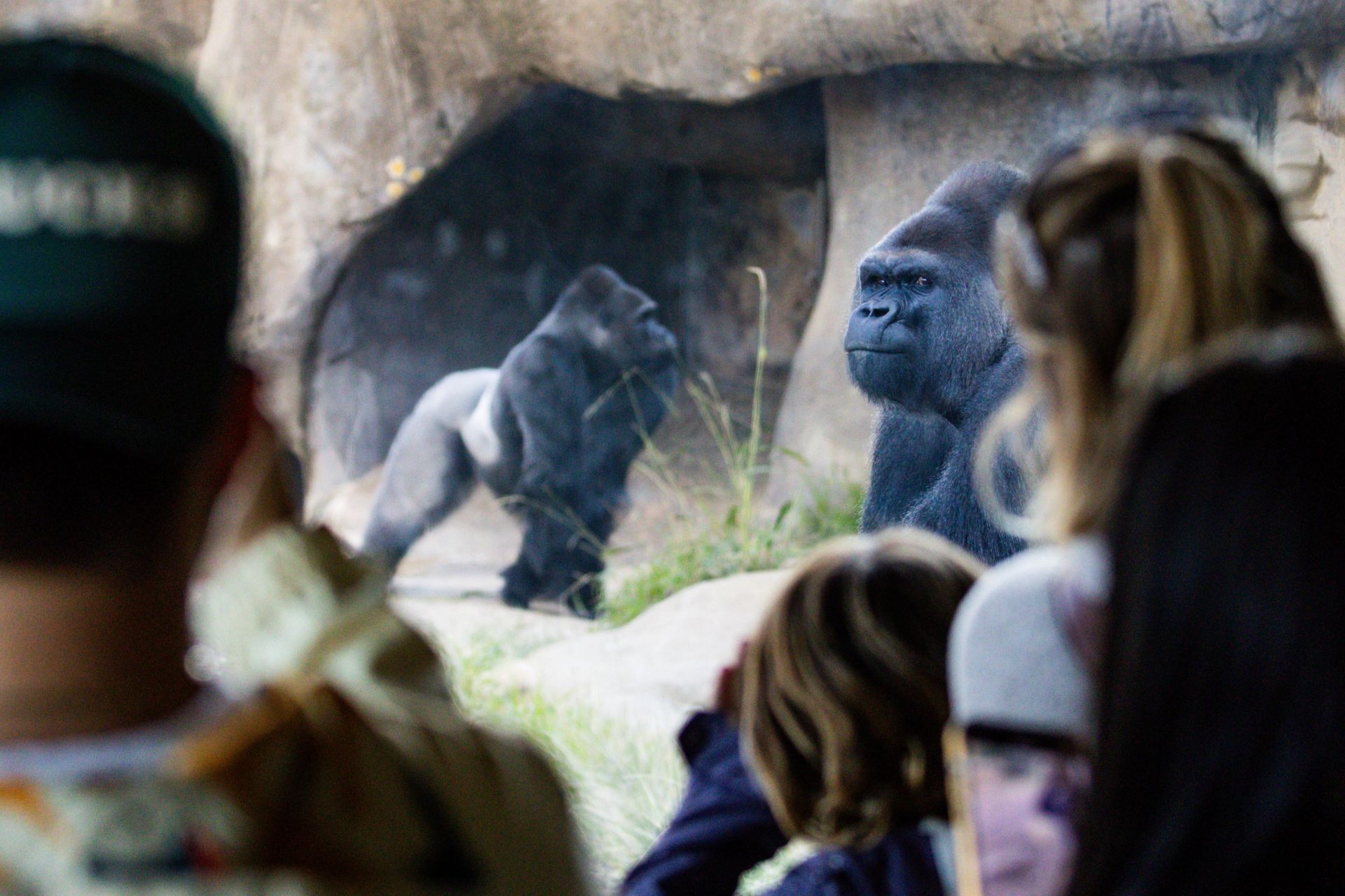 people observing gorilla exhibit
