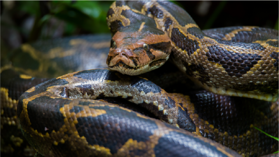 a burmese python lays coiled looking at the viewer