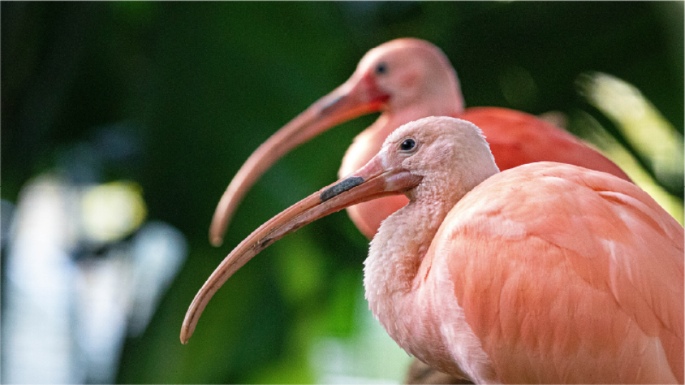 A pair of scarlet ibises faces to the left as they rest